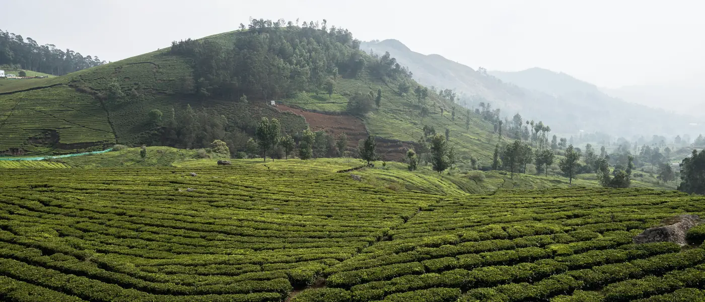 山坡上连绵的茶园与远处的群山